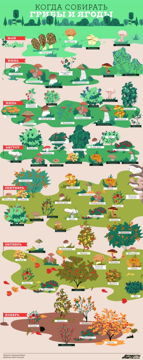 Когда собирать шампиньоны после дождя. Когда собирать шампиньоны, а когда – опята. Расписание лесного урожая