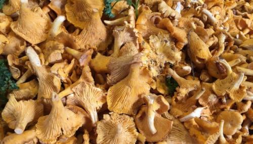 Через сколько дней появляются грибы после дождя.. APP - Article Actions