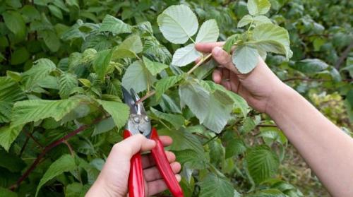 Обрезка малины по методу кузьмина. Особенности и схемы обрезки малины