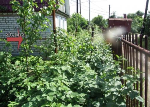 Малина на высоких грядках. Выбираем место