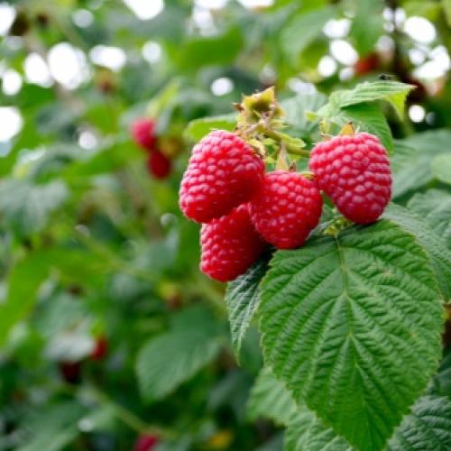 Посадка малины по методу соболева. Пошаговая инструкция для начинающих 22