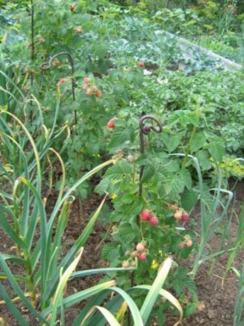 Малина на высоких грядках. Выбираем место