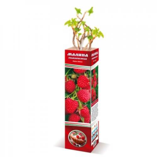 Малина на высоких грядках. Выбираем место