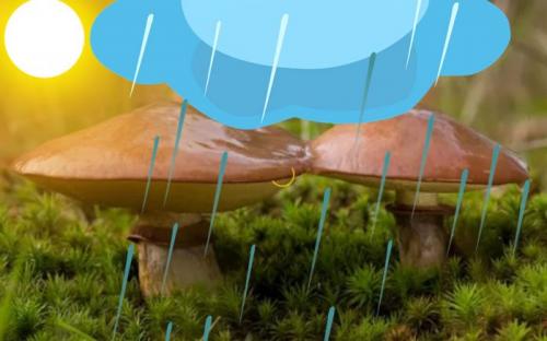 Как быстро растут маслята после дождя. Как быстро растут грибы-маслята после дождя, Через Сколько дней появляются грибы, выращивание маслят в домашних условиях