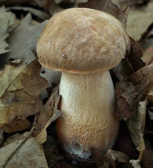 Сезон белых грибов: когда собирать