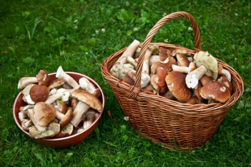 Грибной календарь