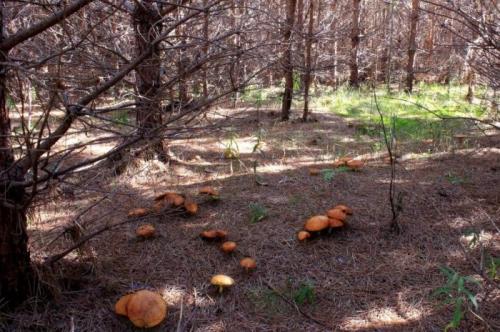 Как быстро растут маслята после дождя. Как быстро растут грибы-маслята после дождя, Через Сколько дней появляются грибы, выращивание маслят в домашних условиях