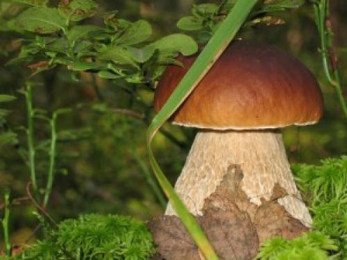 Через Сколько времени после дождя можно идти за грибами. Что такое гриб