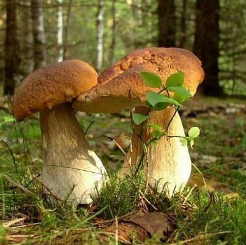 Сезон белых грибов: когда собирать