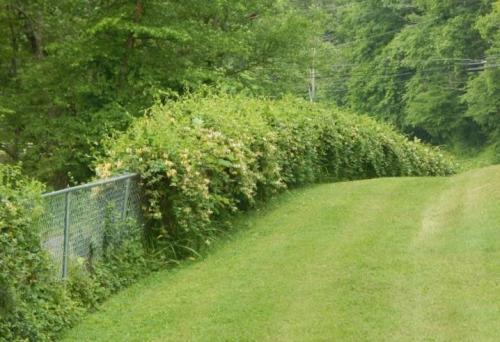 Особенности при посадке жимолости. Сроки 13