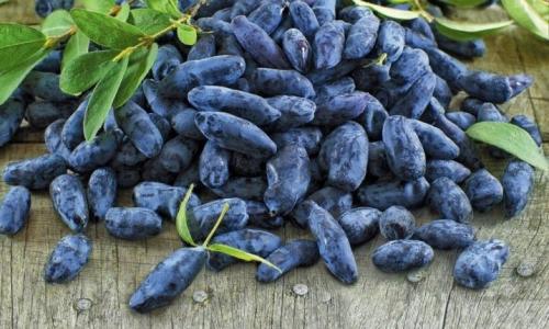 Особенности при посадке жимолости. Сроки 12