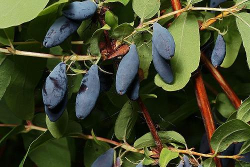 Жимолость посадка и уход в открытом грунте. Жимолость: посадка кустов в открытом грунте и уход за ними