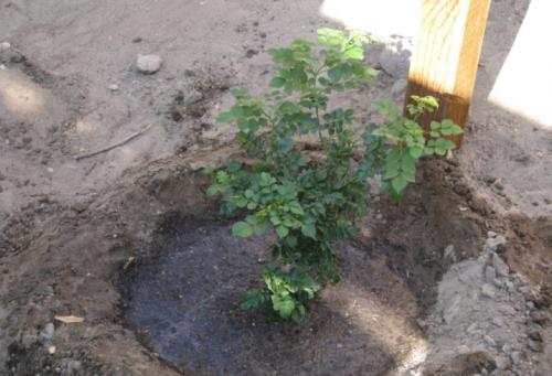 Особенности при посадке жимолости. Сроки 02