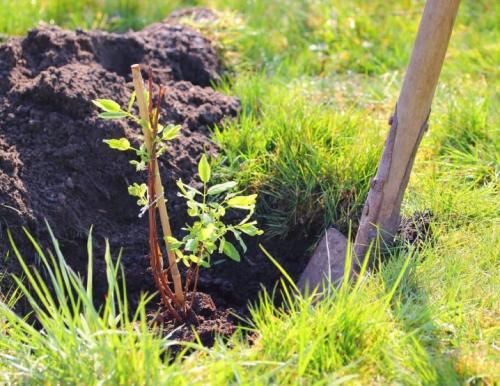 Особенности при посадке жимолости. Сроки 01