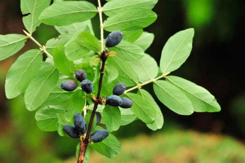 Особенности при посадке жимолости. Сроки 10