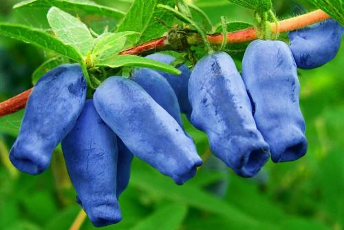 Жимолость посадка и уход в открытом грунте. Жимолость: посадка кустов в открытом грунте и уход за ними