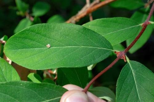 Особенности при посадке жимолости. Сроки 11