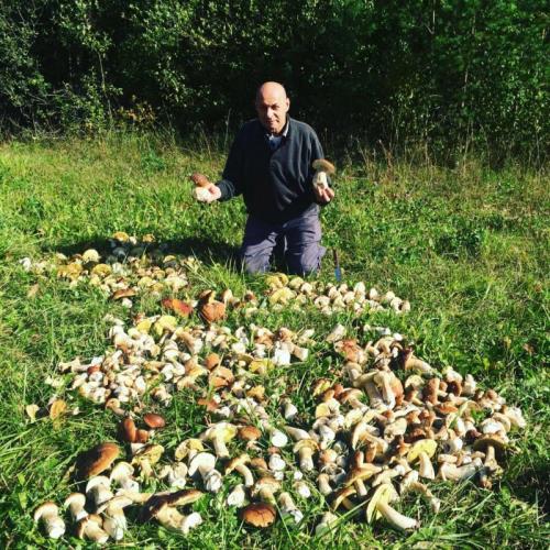 За сколько дней вырастают белые грибы. Влажность и температура воздуха для роста белых грибов после дождя 01