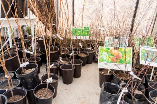 Сроки посадки плодовых деревьев и кустарников осенью. Когда сажать деревья и кустарники осенью?