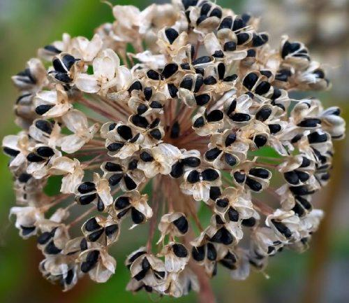 Лук луганский выращивание. Здравствуйте, дорогие читатели!