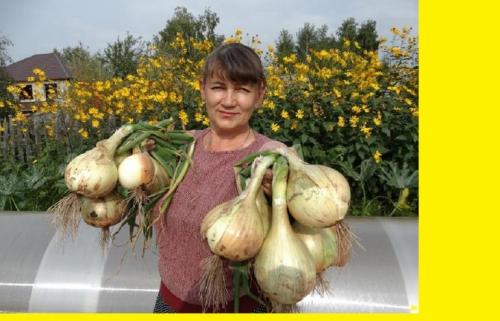 Выращивание лука через рассаду. Преимущества выращивания репчатого лука из семян рассадой 03