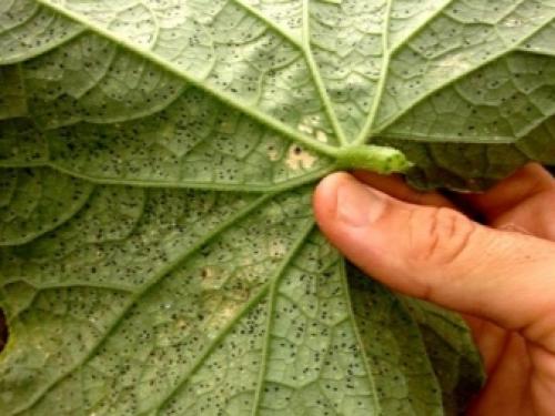 Вянут листья на огурцах причина. Добавление статьи в новую подборку 02 Вянут листья на огурцах причина. Добавление статьи в новую подборку 02