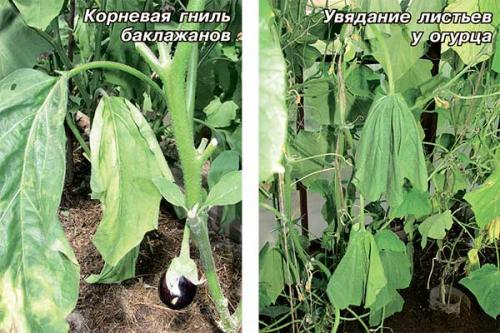 Вянут листья на огурцах причина. Добавление статьи в новую подборку 08 Вянут листья на огурцах причина. Добавление статьи в новую подборку 08