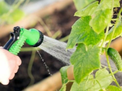 Вянут листья на огурцах причина. Добавление статьи в новую подборку 01 Вянут листья на огурцах причина. Добавление статьи в новую подборку 01