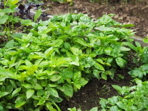 Вянут листья на огурцах причина. Добавление статьи в новую подборку 10 Вянут листья на огурцах причина. Добавление статьи в новую подборку 10