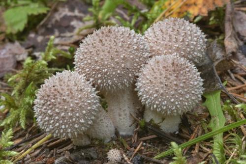 Грибы после дождя название. Грибы дождевики: общее описание