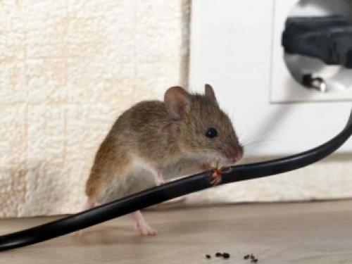 Как избавиться на огороде от грызунов. Как избавиться от крыс и мышей в огороде 07