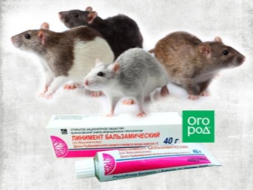 Как избавиться на огороде от грызунов. Как избавиться от крыс и мышей в огороде 05