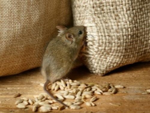 Как избавиться на огороде от грызунов. Как избавиться от крыс и мышей в огороде 06