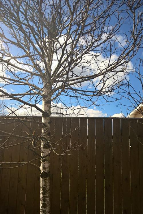 Как правильно обрезать березу. Выбираем форму ствола и кроны