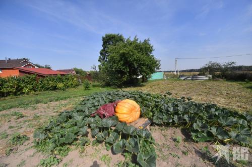 Как выращивать тыквы в Подмосковье. С ПЕРВОЙ ПОПЫТКИ