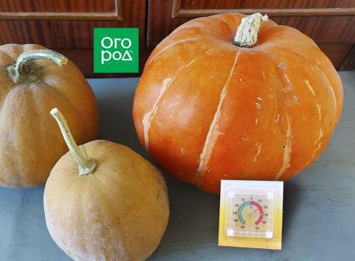 Подмосковные тыквы: как определить, что они созрели 01 Подмосковные тыквы: как определить, что они созрели 01