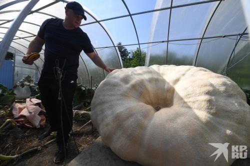 Как выращивать тыквы в Подмосковье. С ПЕРВОЙ ПОПЫТКИ