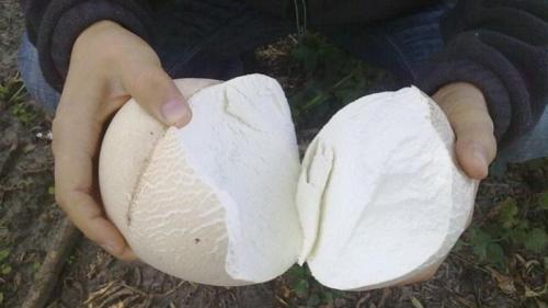 Грибы после дождя название. Грибы дождевики: общее описание