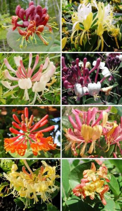 Чем подкормить жимолость Каприфоль. Как выглядит жимолость Каприфоль