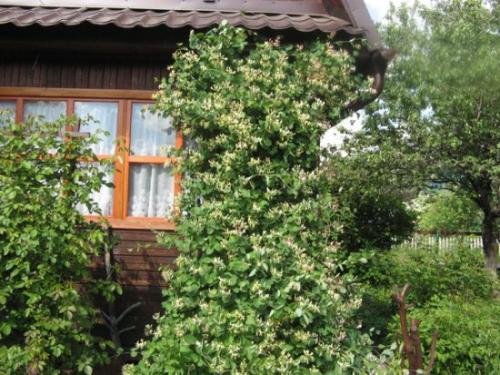 Чем подкормить жимолость Каприфоль. Как выглядит жимолость Каприфоль