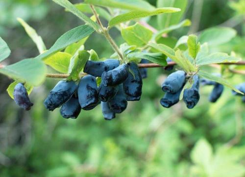 Чем подкормить жимолость летом. Чем подкормить жимолость весной, летом и осенью