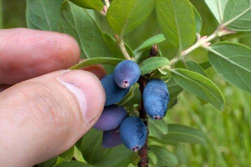Чем подкормить жимолость летом. Чем подкормить жимолость весной, летом и осенью