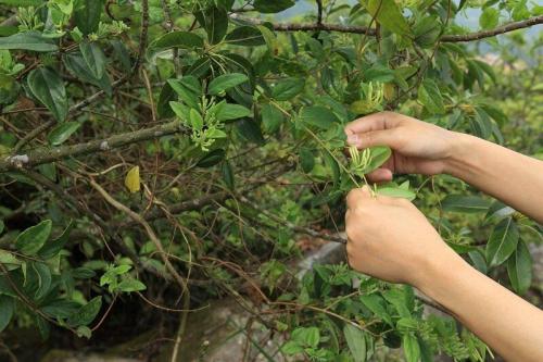 Чем подкормить жимолость летом. Чем подкормить жимолость весной, летом и осенью