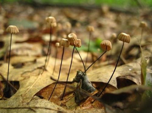 Где растут опята. Опята – описание с фото. Польза и вред для организма человека