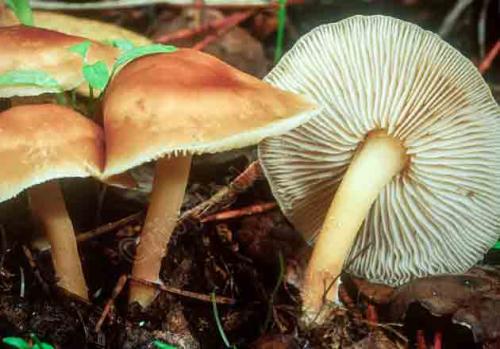 Как быстро растут грибы на примере опят. Условия для роста весенних, летних и осенних опят в лесу (с видео) 16 Как быстро растут грибы на примере опят. Условия для роста весенних, летних и осенних опят в лесу (с видео) 16