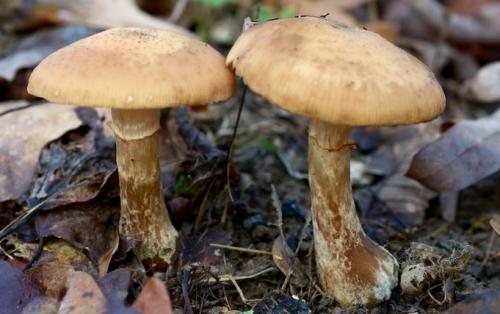 Где растут опята. Опята – описание с фото. Польза и вред для организма человека