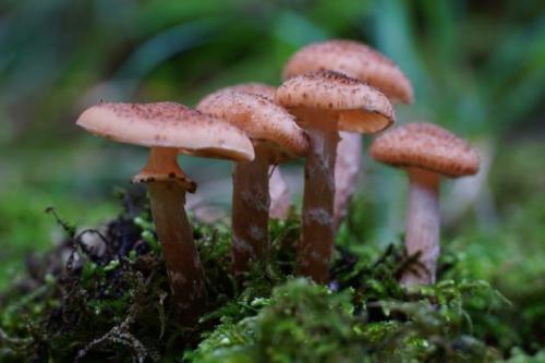 Где растут опята. Опята – описание с фото. Польза и вред для организма человека