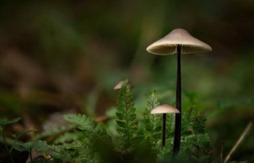 Где растут опята. Опята – описание с фото. Польза и вред для организма человека