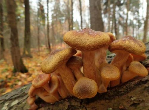 Где растут опята. Опята – описание с фото. Польза и вред для организма человека