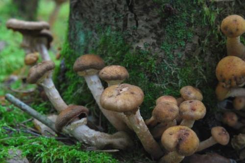 Где растут опята. Опята – описание с фото. Польза и вред для организма человека
